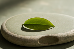 Shiro – Reserve Ceremonial Matcha